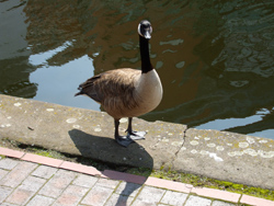 Looking for food by the NIA